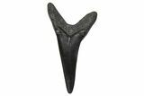 Fossil White Shark Tooth - South Carolina #376003-1
